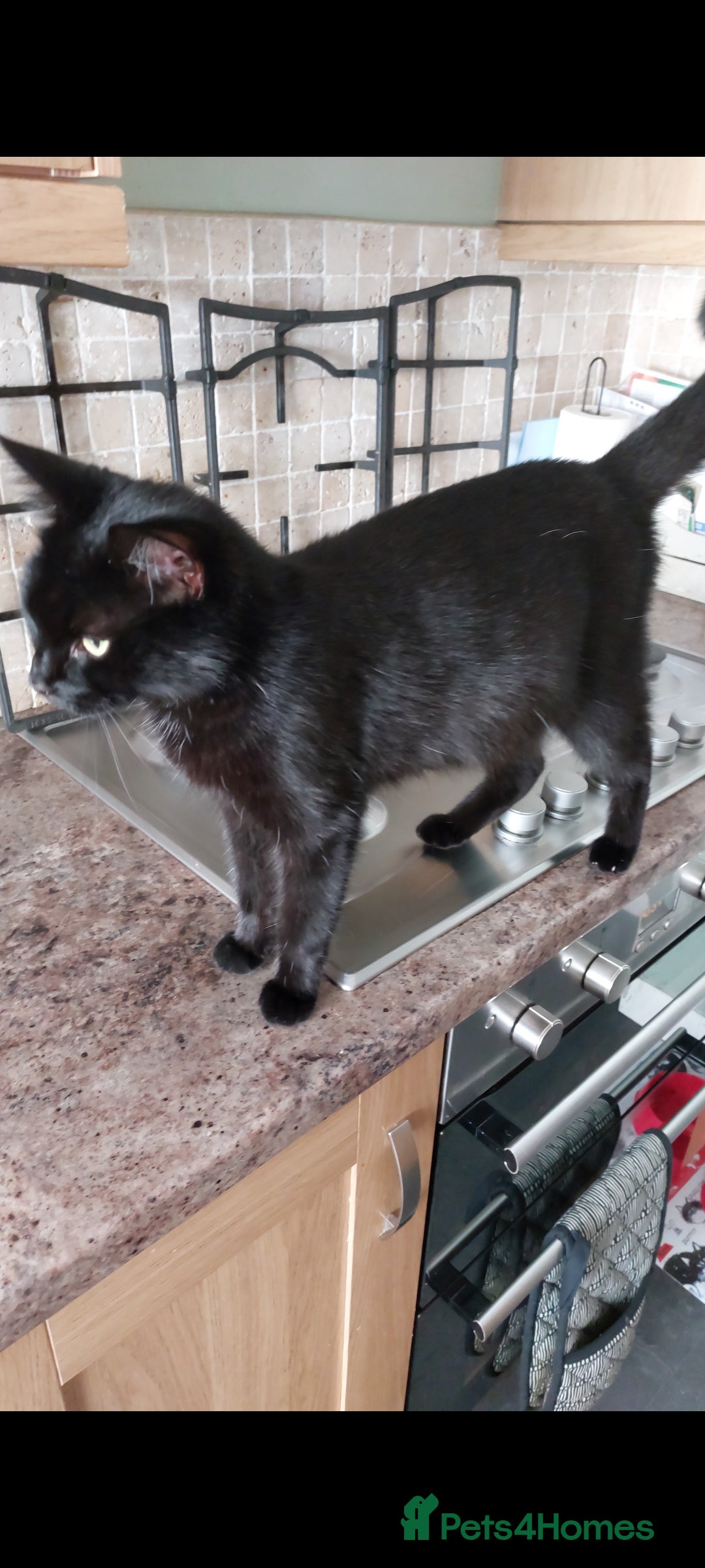 British Shorthair cats for sale: Black Kittens for sale  - Image 8