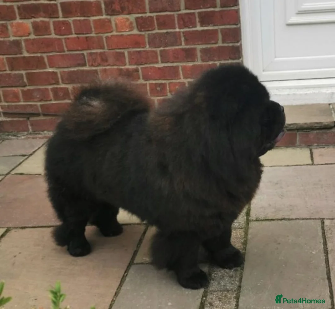 Chow Chow dogs for stud: kc reg..proven..carries blue and chocolate in Wingate - Advert 9