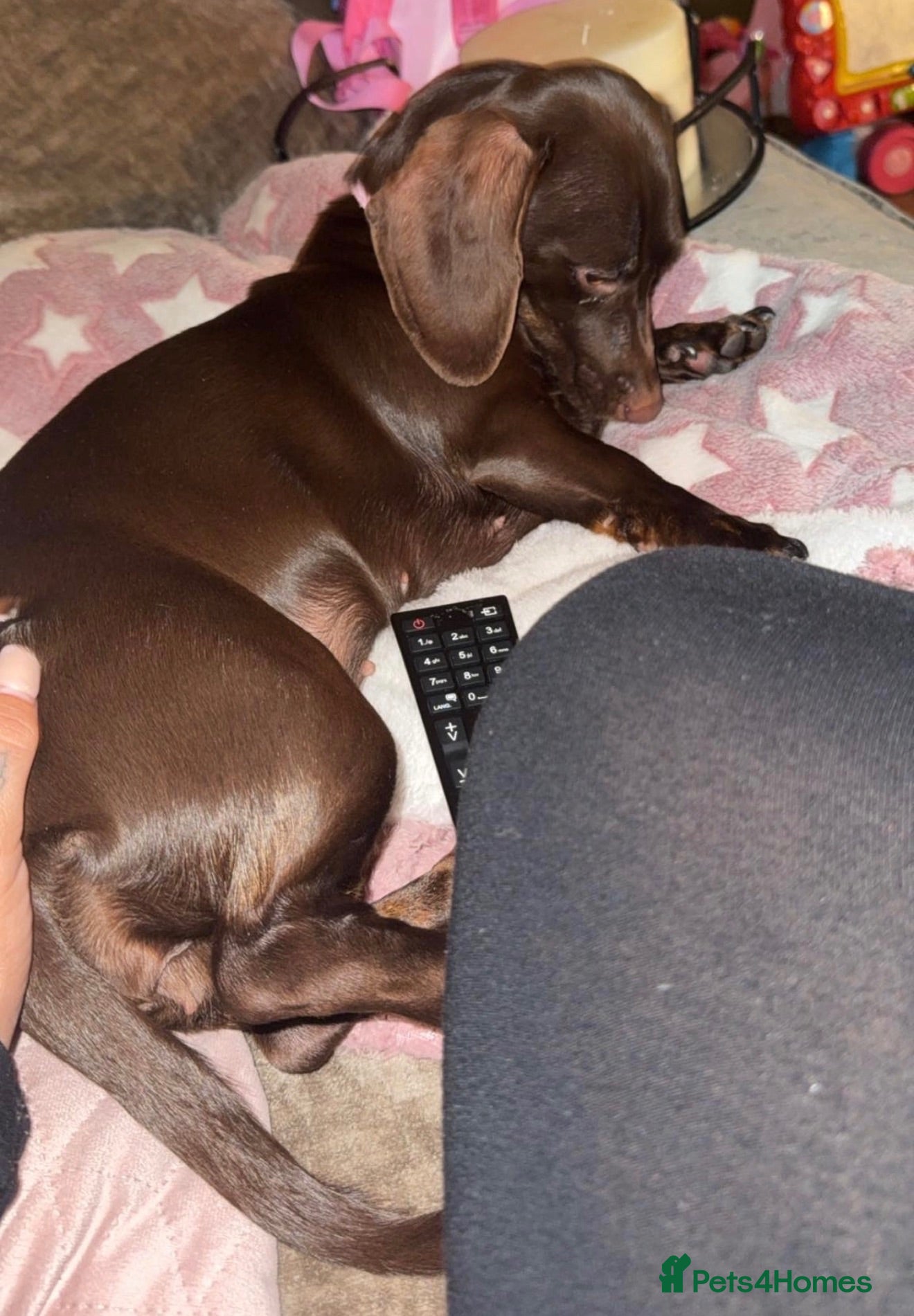 Miniature Dachshund dogs Koda the Miniture dachshund  - Advert 7