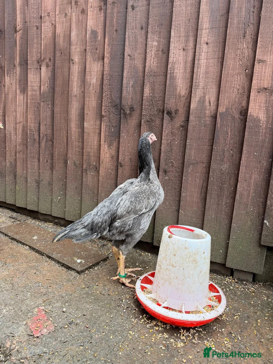 Hens poultry for sale: O shamo, shamo, Pakistani aseel and miwali   - Advert 17