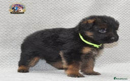 German Shepherd dogs for sale: Germand Shepherd puppies - Image 4