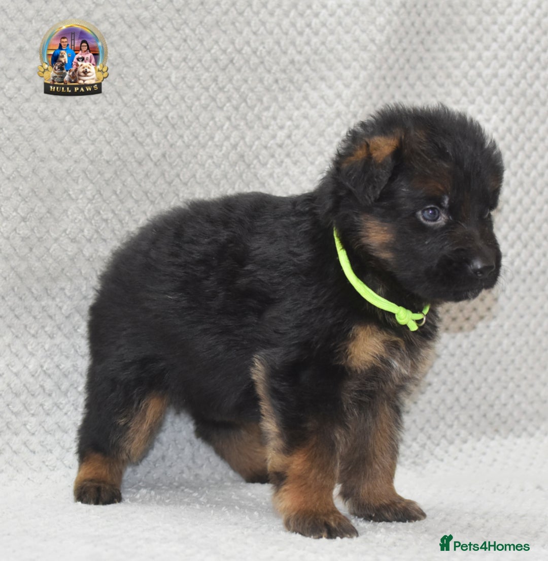 German Shepherd dogs for sale: Germand Shepherd puppies - Image 4