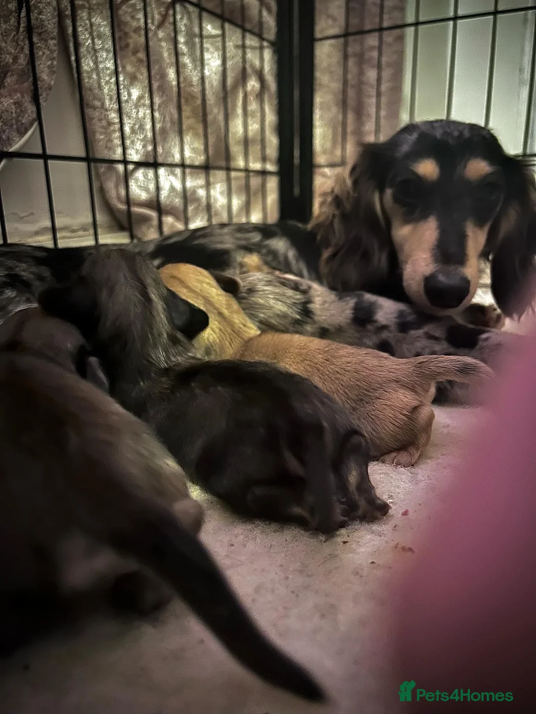 Miniature Dachshund dogs for sale: Kc pra clear mini long dachshund pups - Advert 5