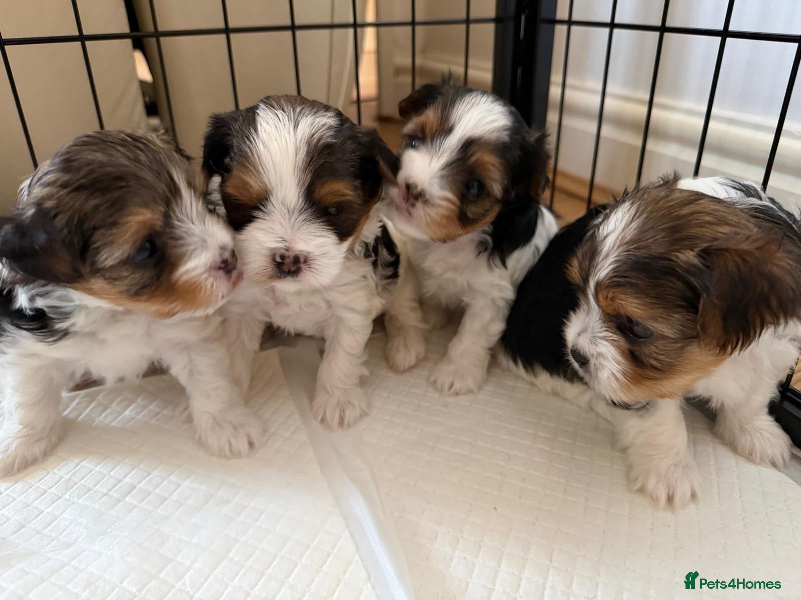 Biewer Terrier dogs 4 Biewer puppies  - Advert 1