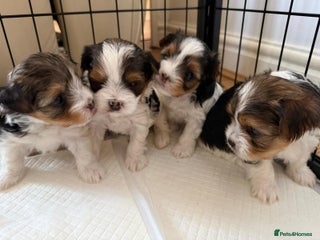 Biewer Terrier dogs 4 Biewer puppies - Advert 1