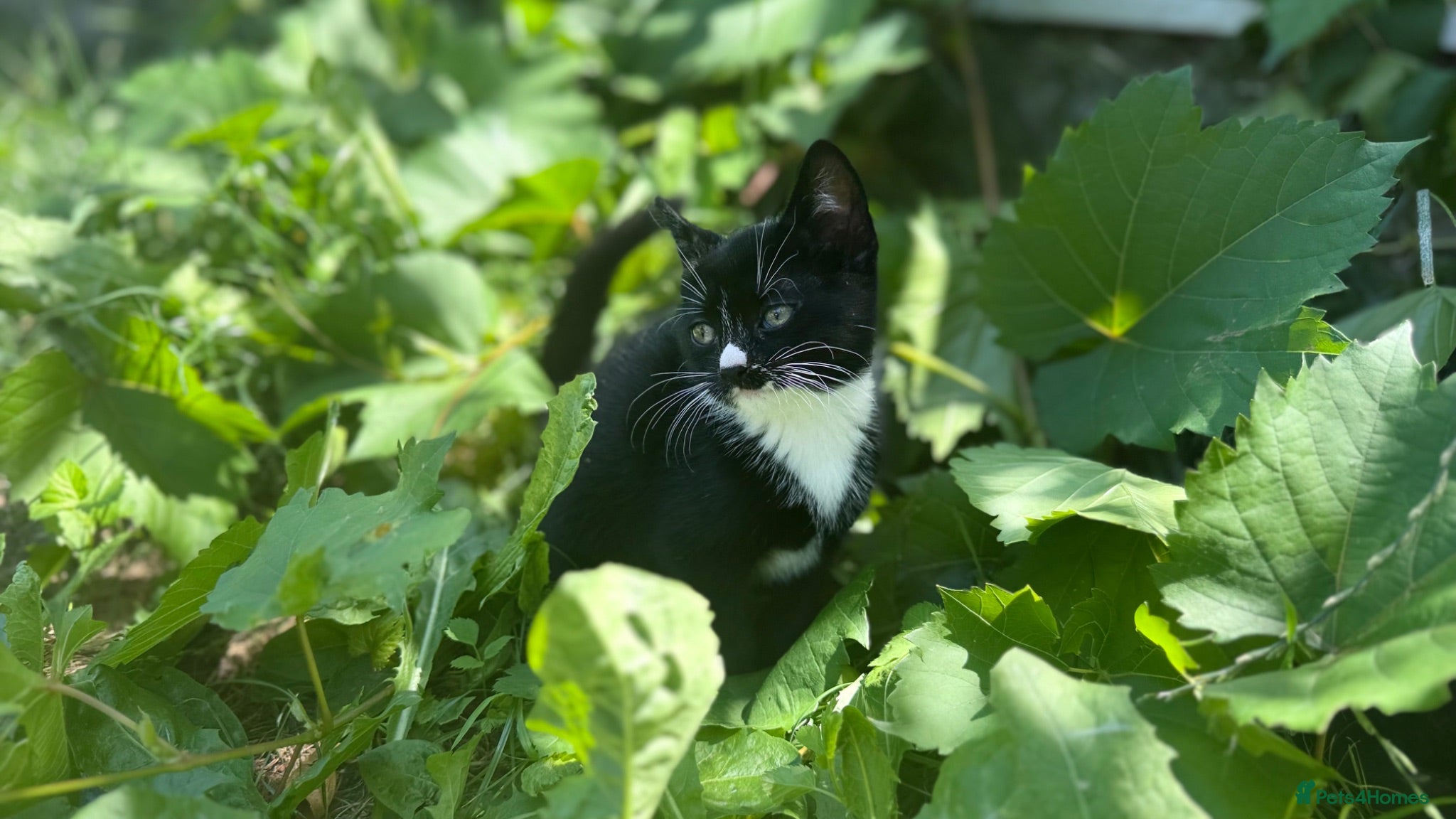 Mixed Breed cats Kittens - Advert 7