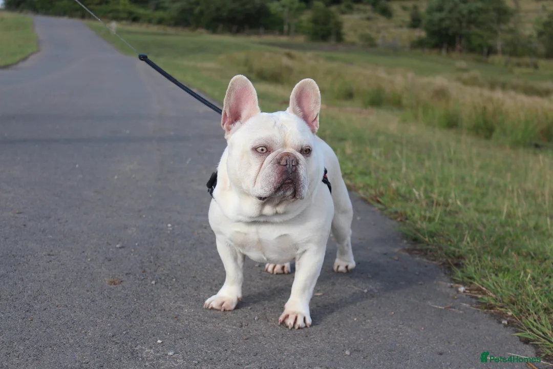 French Bulldog dogs for stud: Amazing structure and quality ‼️ in Ebbw Vale - Advert 36