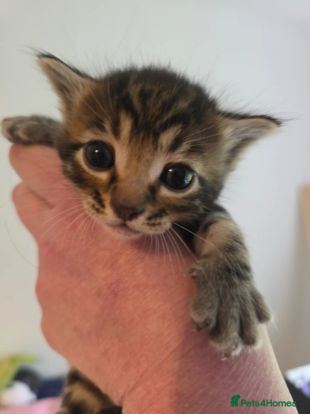 Mixed Breed cats for sale: Bengal cross kittens - stunning colours in Stroud - Advert 23