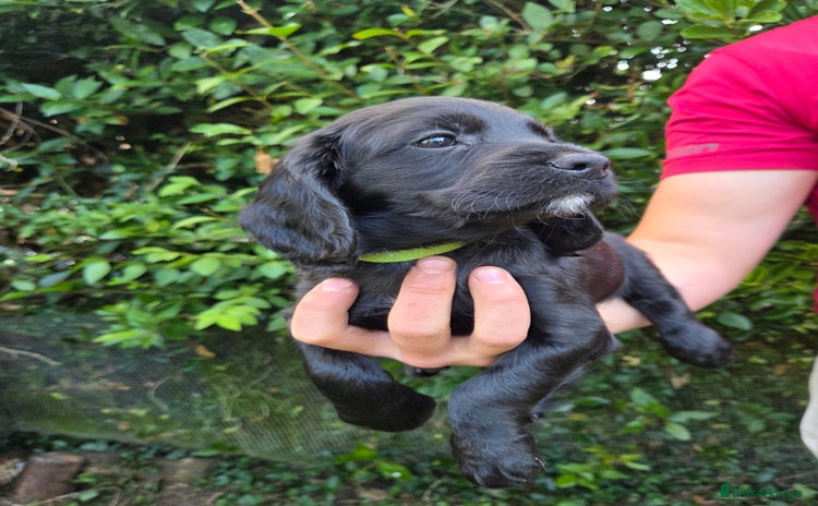 Cocker Spaniel dogs - Advert 1