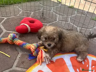 Lhasapoo dogs Lhasapoo puppies ready now! - Advert 9