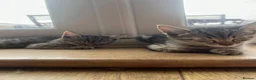 Mixed Breed cats for sale: Savannah x Maine Coon kittens - Advert 6