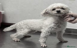 Poodle dogs for adoption: Lily: The Little Poodle Who Was Left to Die - Image 2