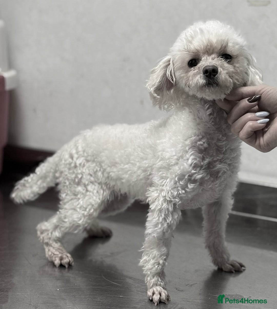 Poodle dogs for adoption: Lily: The Little Poodle Who Was Left to Die - Image 2