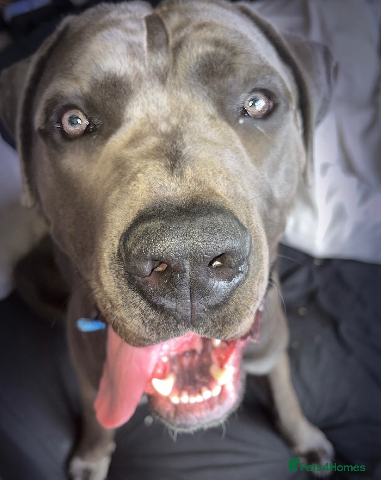 Cane Corso dogs 10 month old cane corso - Advert 1