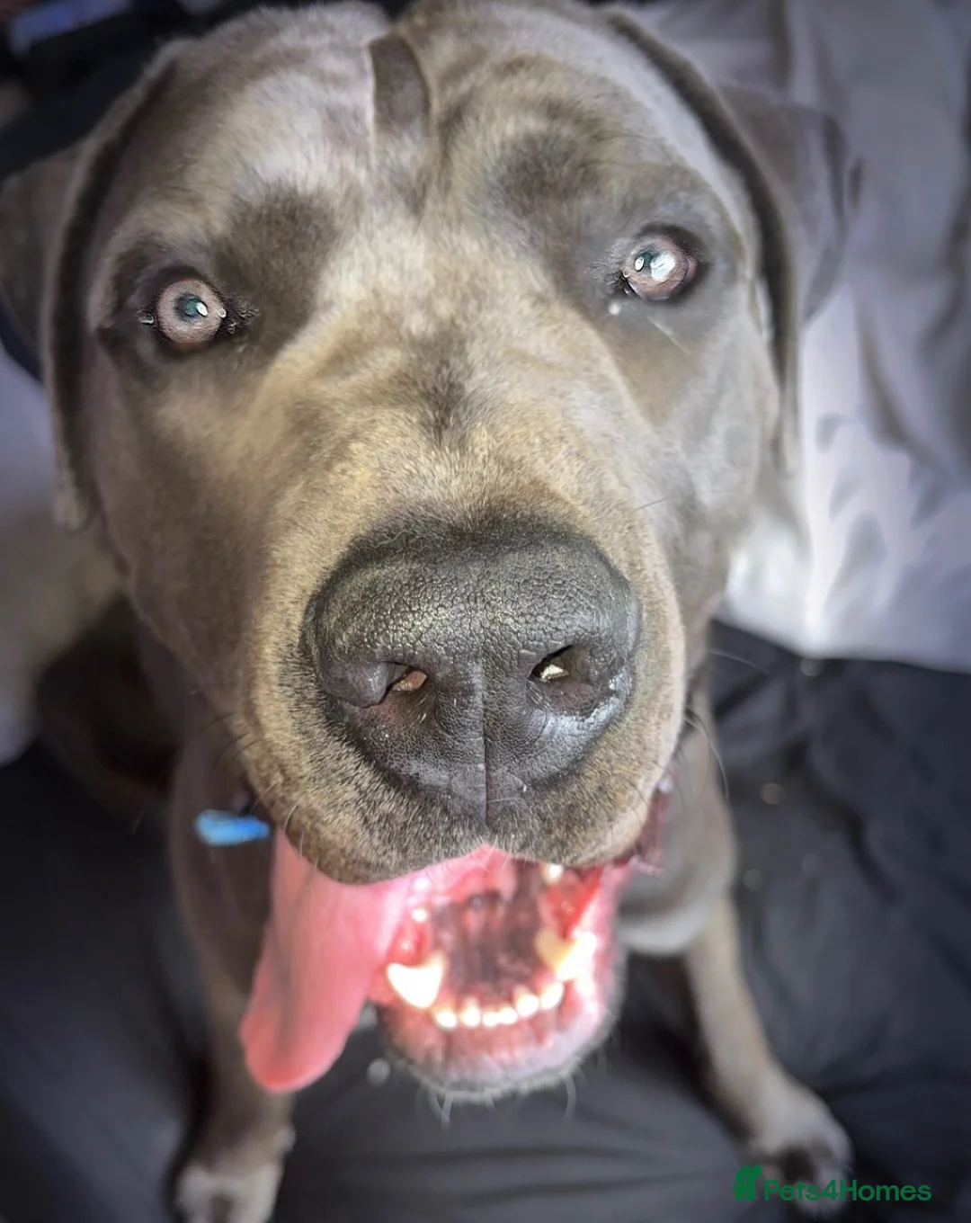 Cane Corso dogs for sale: 10 month old cane corso - Advert 1