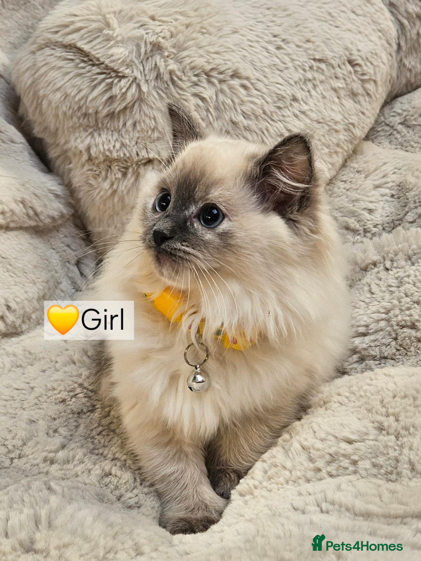 Ragdoll cats Pure Ragdoll Kittens Ready Leave Now  - Advert 1