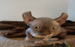 Dwelf cats for sale: STUNNING DWELF - Image 4