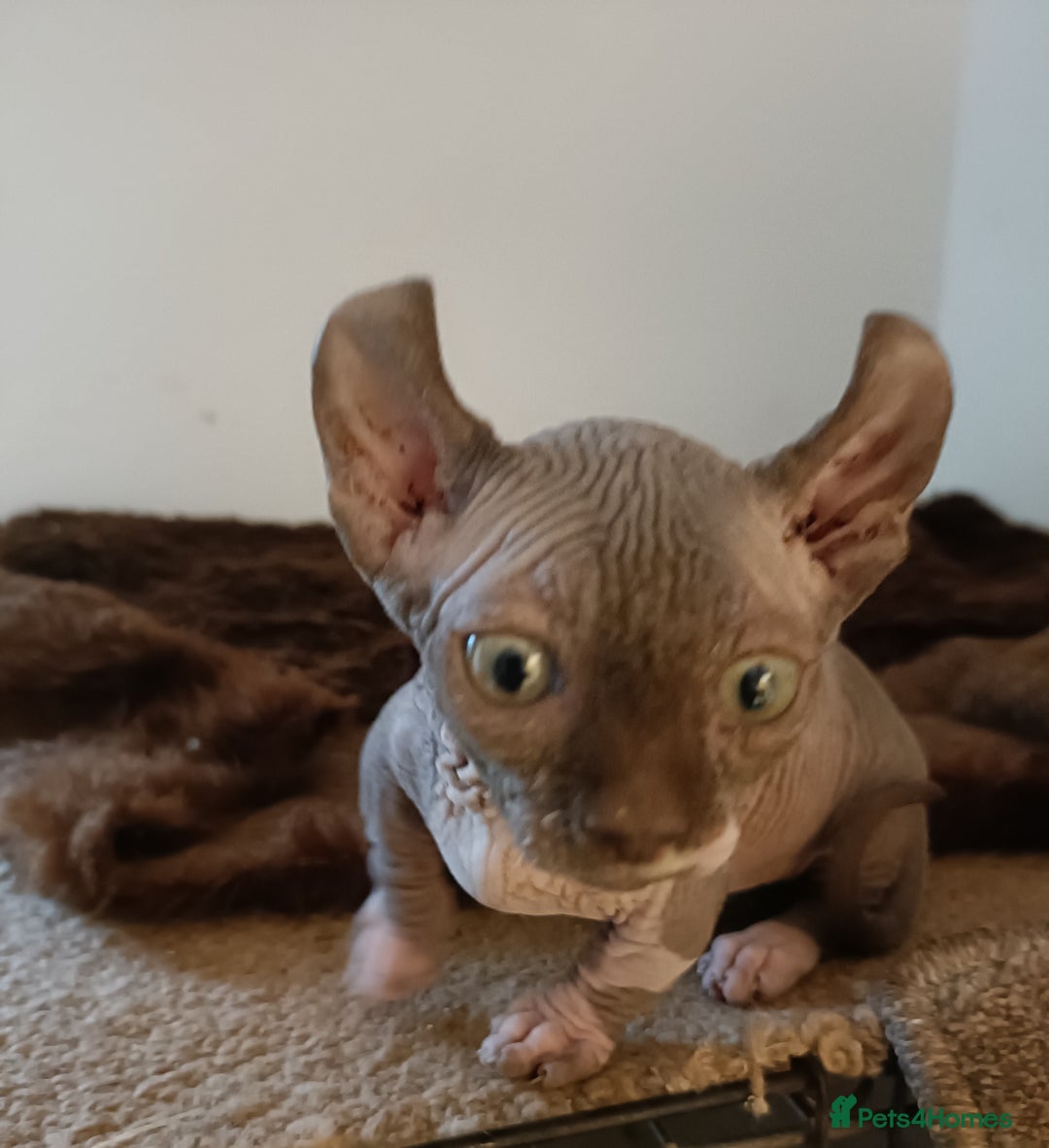 Dwelf cats for sale: STUNNING DWELF - Image 4