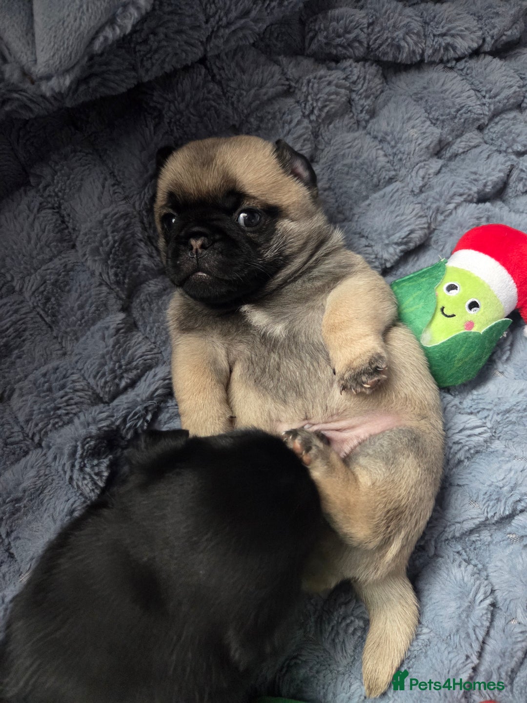 Pug dogs for sale: X2 beautiful male pugs - Image 4