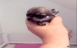 Chihuahua dogs for sale:  Beautiful pedigree chihuahua puppies KC champions - Image 6