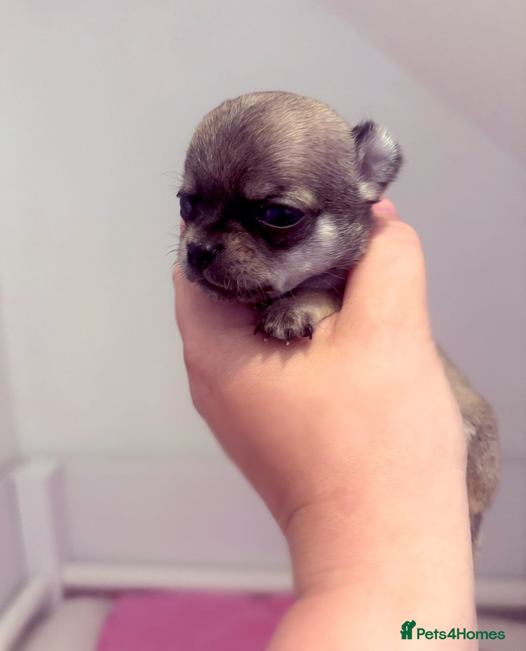 Chihuahua dogs for sale:  Beautiful pedigree chihuahua puppies KC champions - Image 6