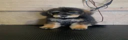 Schnoodle dogs for sale: All puppies have been reserved ❤️🐶 - Advert 22