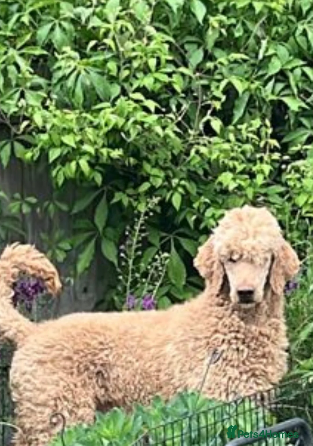 Standard Poodle dogs for sale: Stunning litter standard poodles  - Advert 4