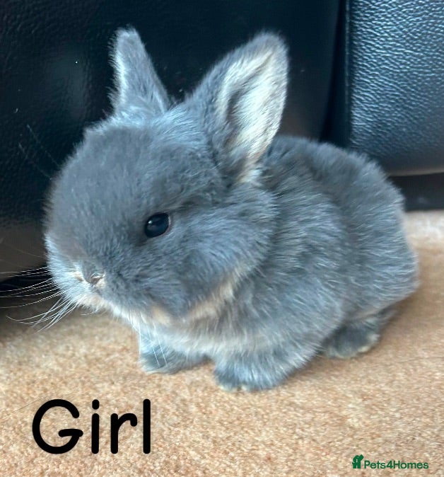 Mini Lop rabbits Mini Lops 4 week old (born 17th may) - Advert 1