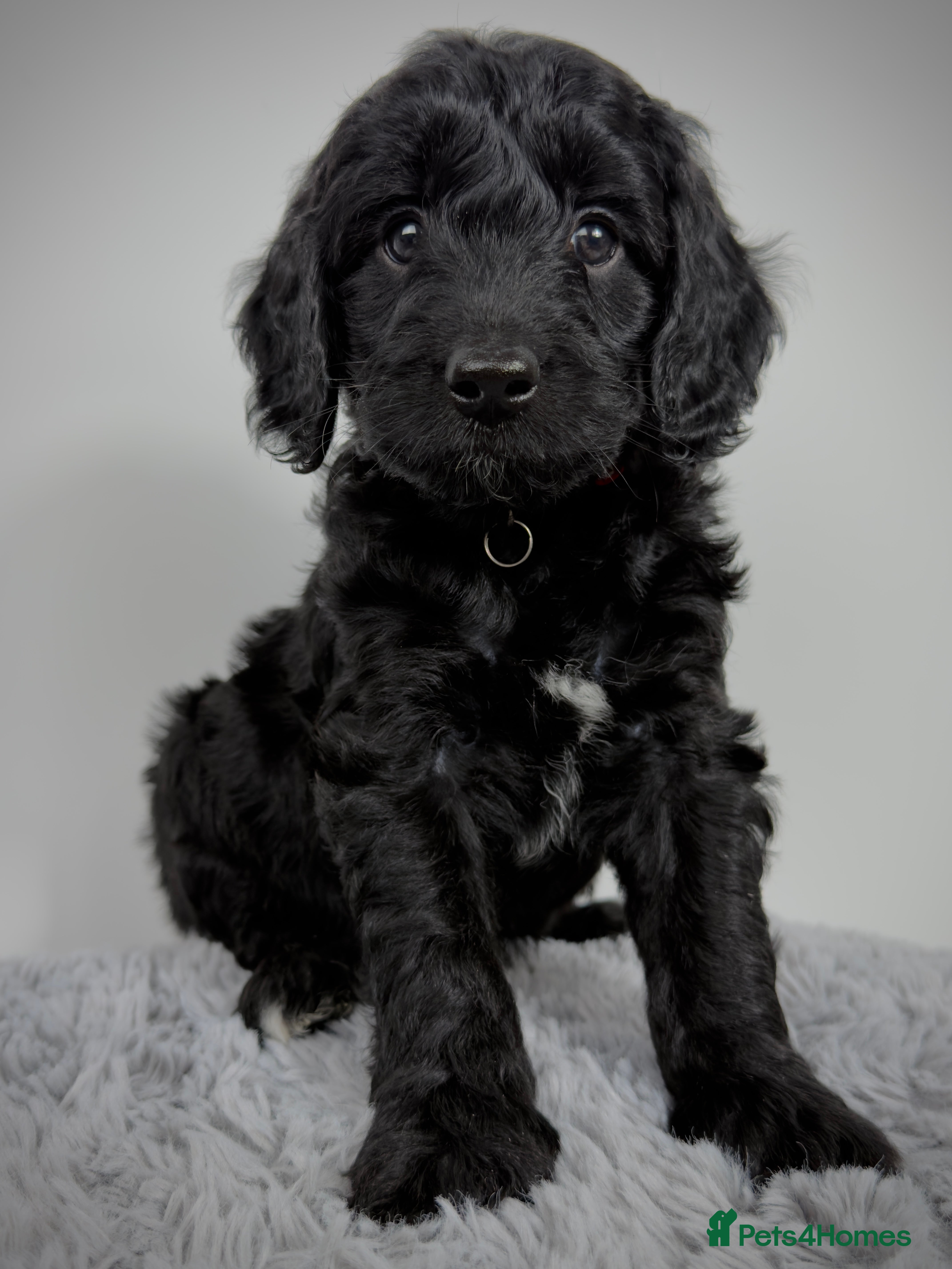 Cockapoo dogs Only 1 Left 🐶 Black and White Boy ‼️ - Advert 3