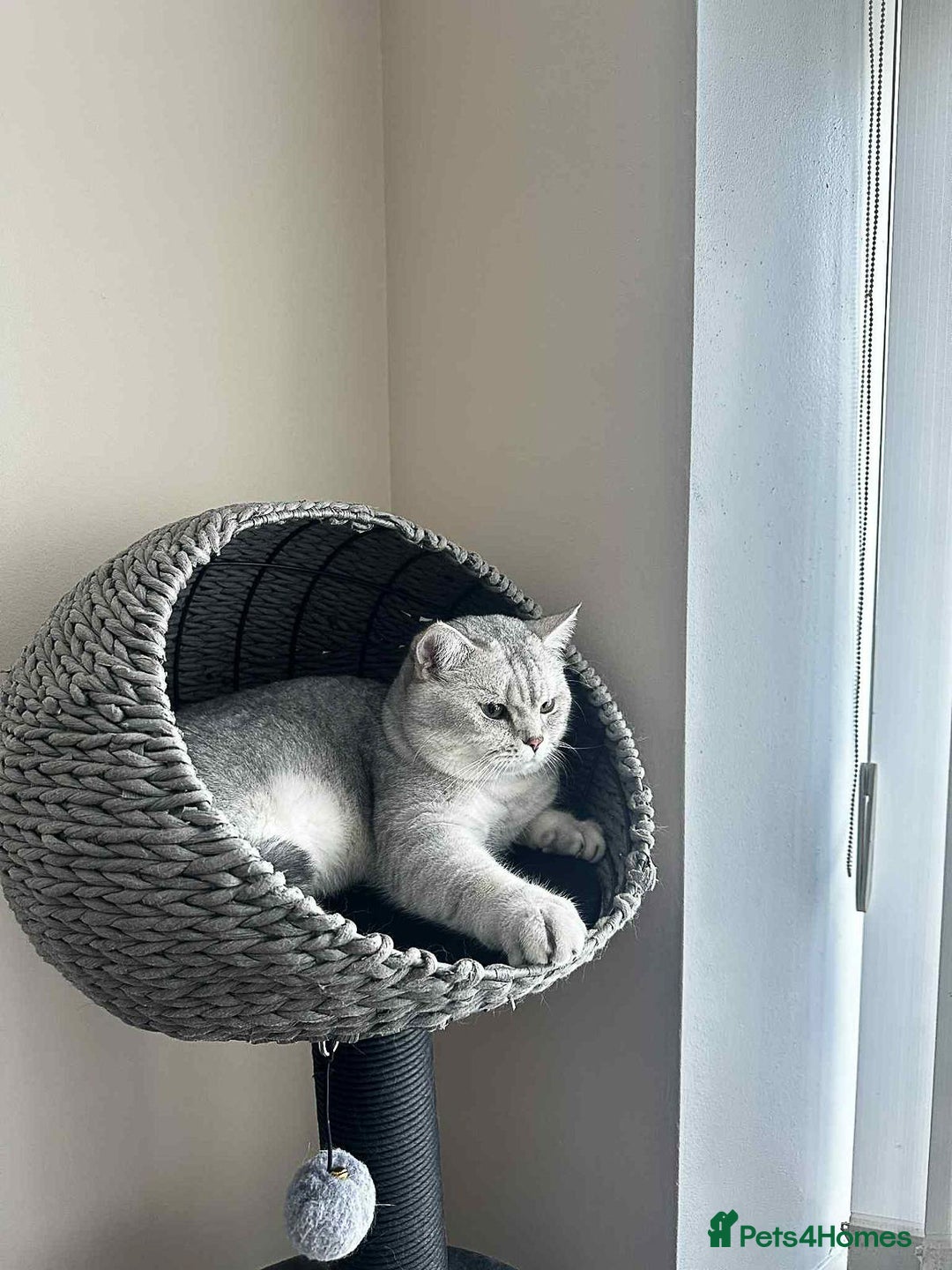 Scottish Fold cats for sale: Gorgeous Scottish Fold and straight kittens - Advert 9