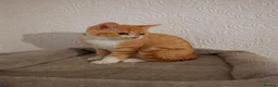 British Shorthair cats for sale: Stunning pedigree British Shorthair kittens - Advert 9