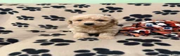 Poochon dogs for sale: ***Beautiful Poochon puppies Boys and Girls*** - Advert 16