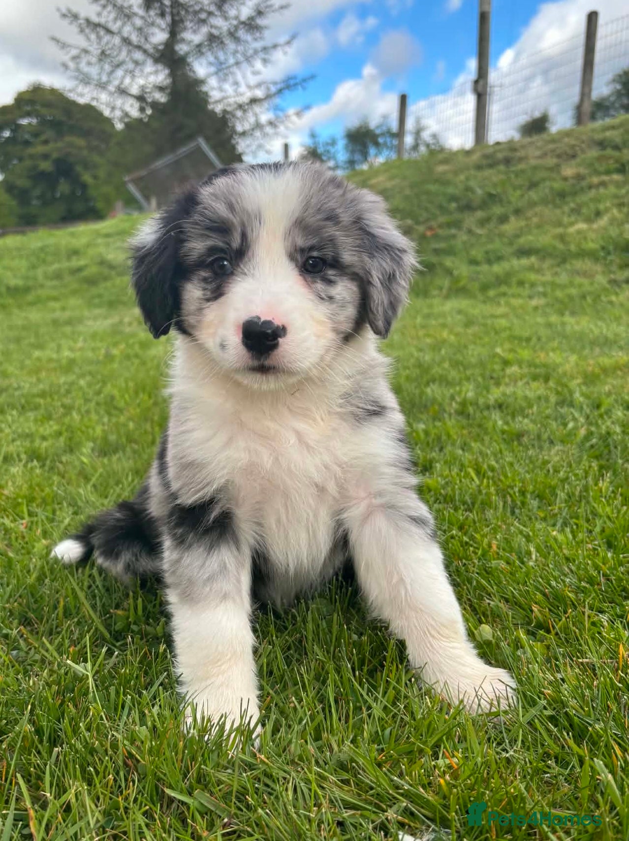 Bernese Mountain Dog dogs Beautiful Bordernese Puppies - Advert 3