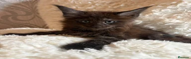 Maine Coon 1
