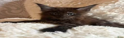 Maine Coon cats for sale: Beautiful 3 mainecoon kittens ready 3rd July  - Advert 9