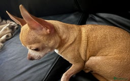 Chipoo dogs for sale: Tiny Chihuahua / Asian toy poodle  - Image 10