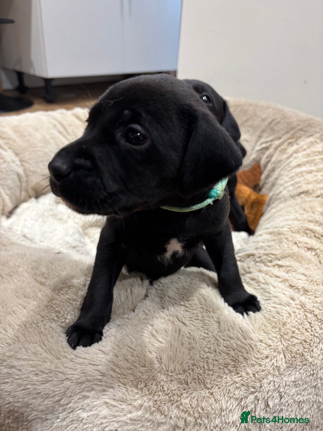 Mixed Breed dogs for sale: Dalmador puppies 3 girls left  - Advert 7