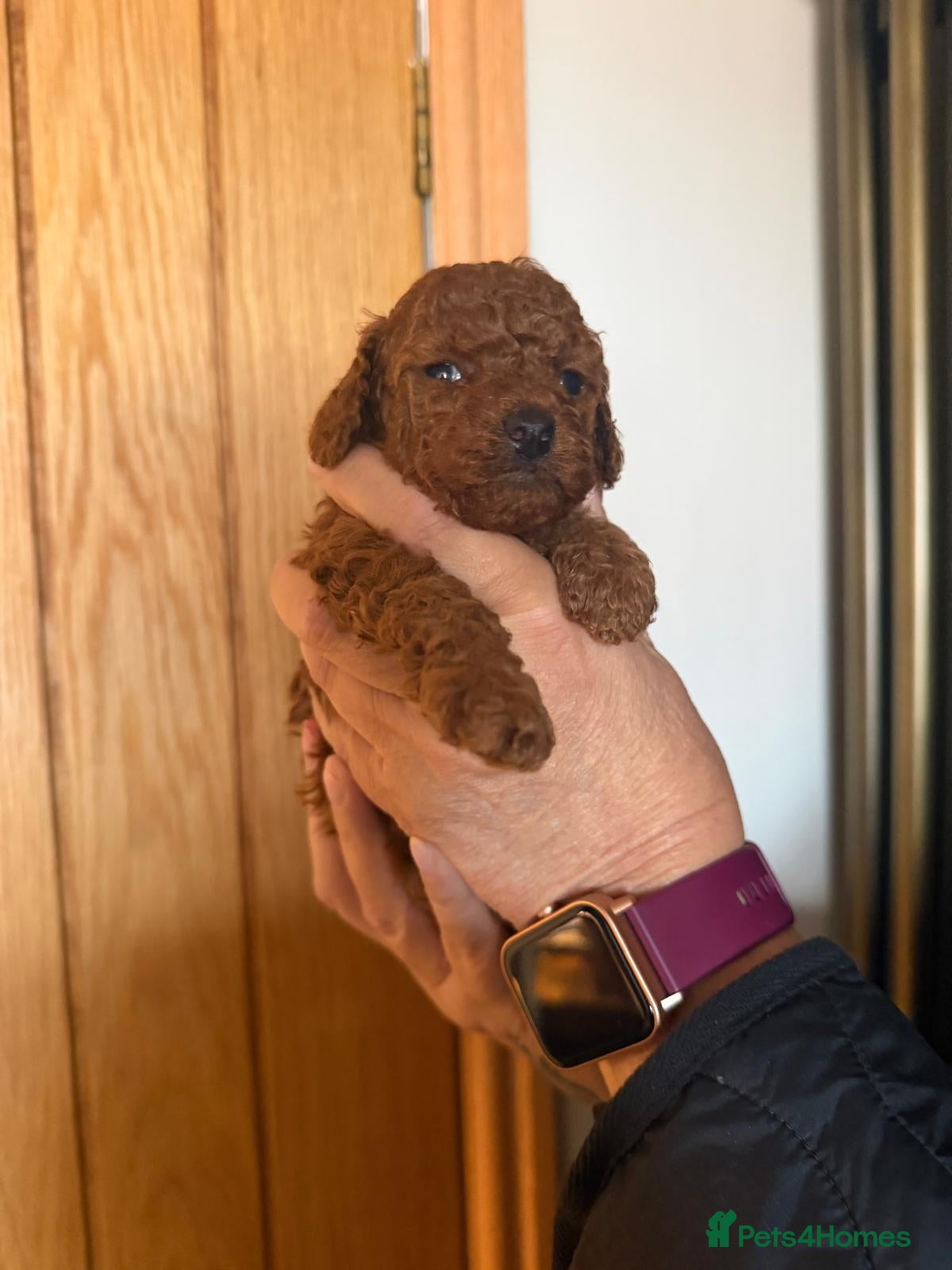Toy Poodle dogs Outstanding KC registered dark red toy poodles  - Advert 2