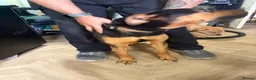 Mixed Breed dogs for sale: Vader for rehoming - Advert 3