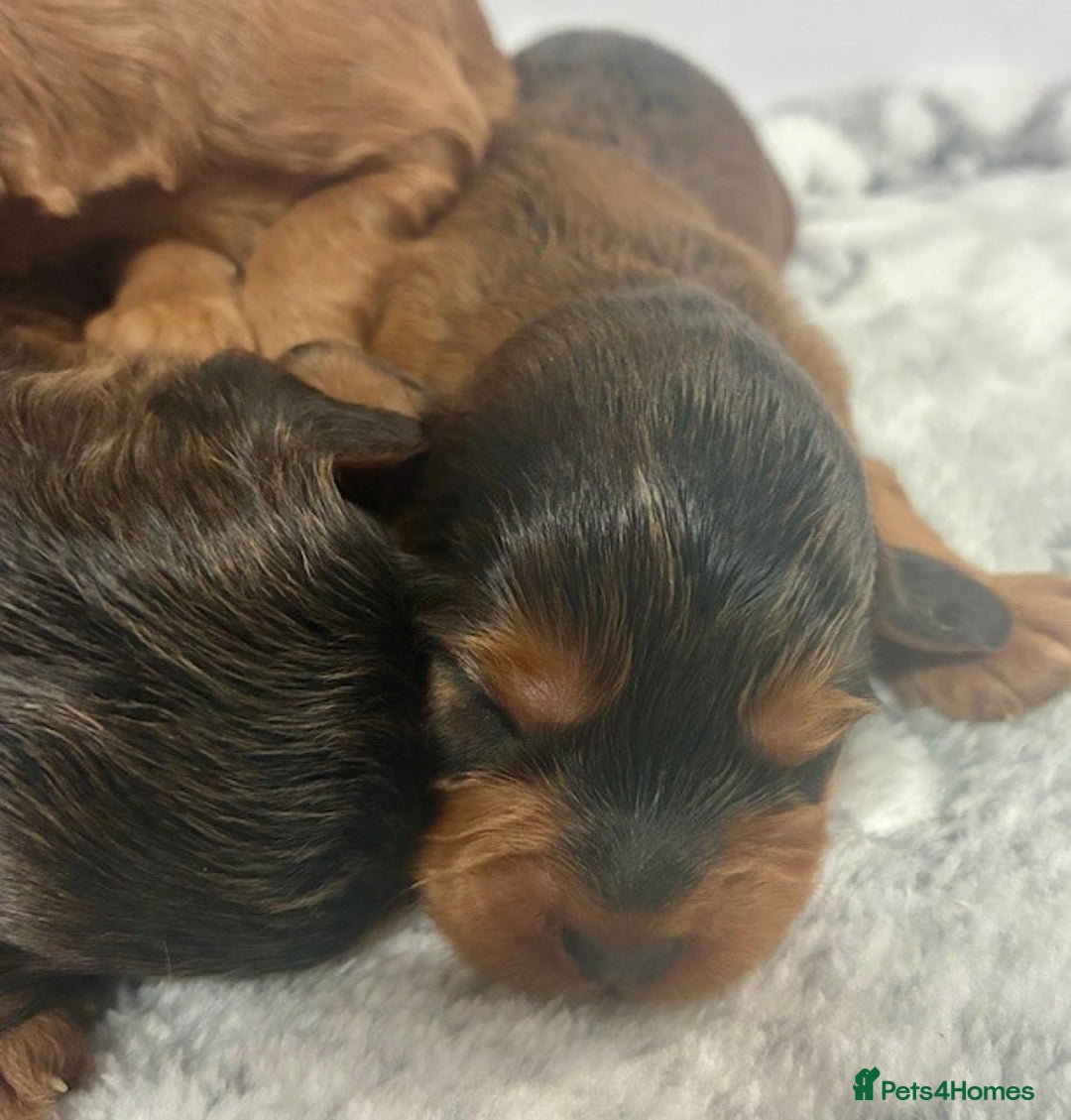 Cavapoo dogs for sale: 🌟 Outstanding Cavapoo puppies 🌟 - Advert 4