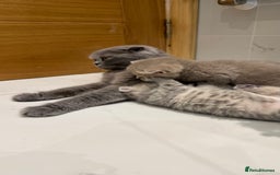 Scottish Fold cats for sale: Pedigree Scottish fold and straight kittens - Image 12