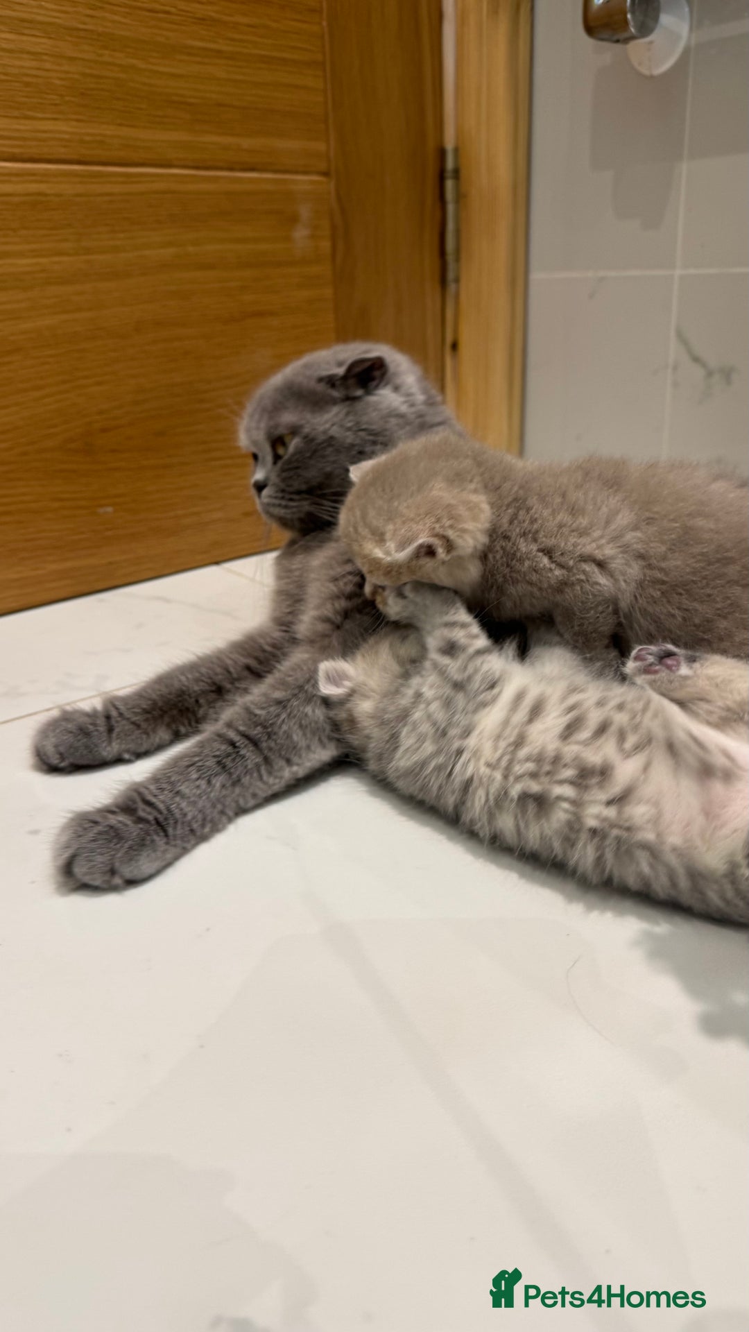 Scottish Fold cats for sale: Pedigree Scottish fold and straight kittens - Image 12