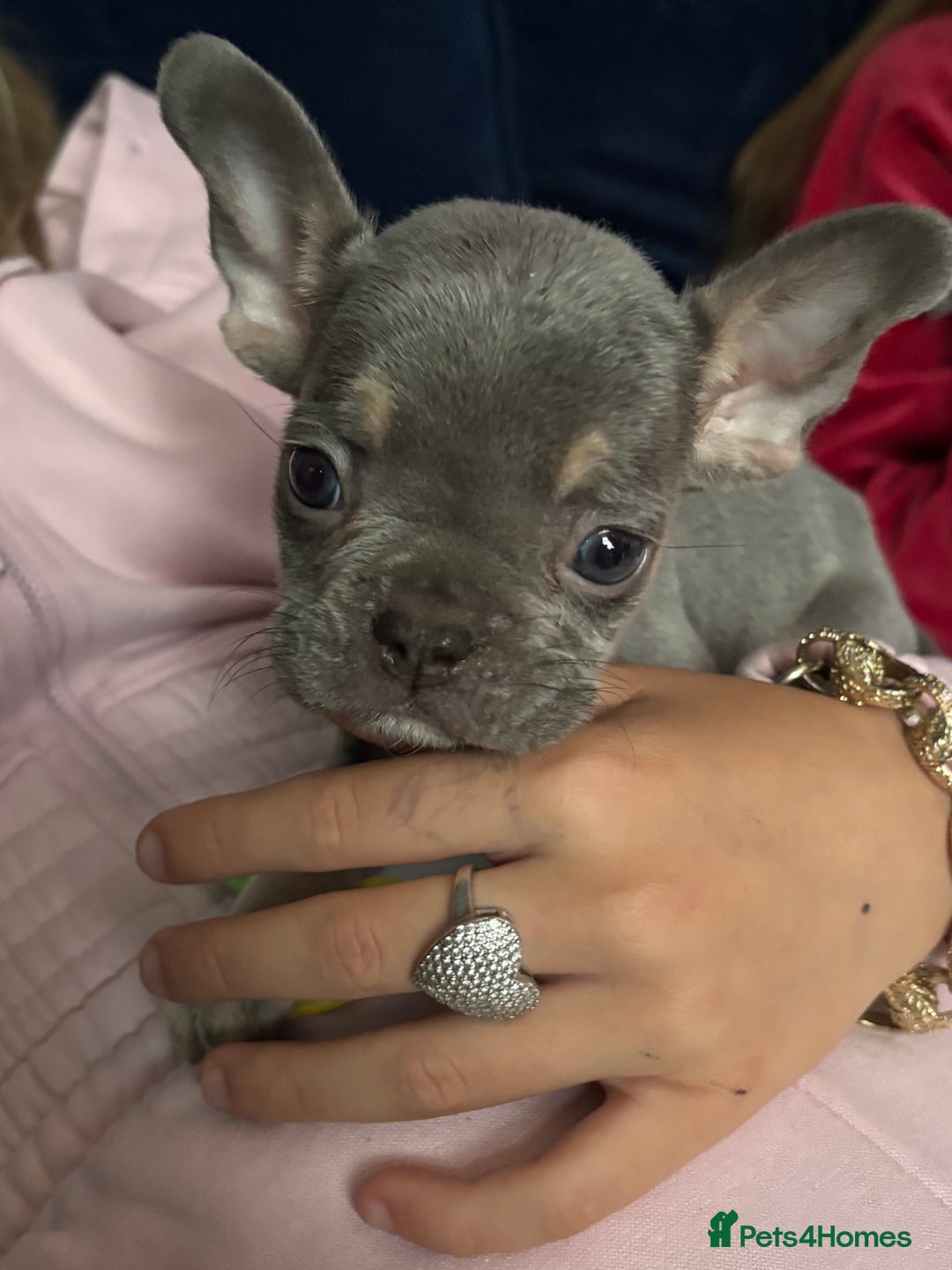French Bulldog dogs for sale: French bulldog puppies ***ALL SOLD *** - Image 12