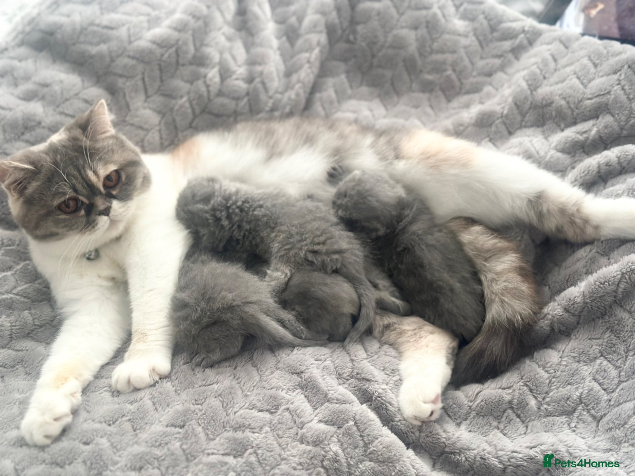 British Shorthair cats ⭐️ BRITISH SHORTHAIR KITTENS ⭐️ - Advert 1