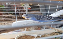 Budgerigars birds for sale: Baby budgies £20 each - Image 5