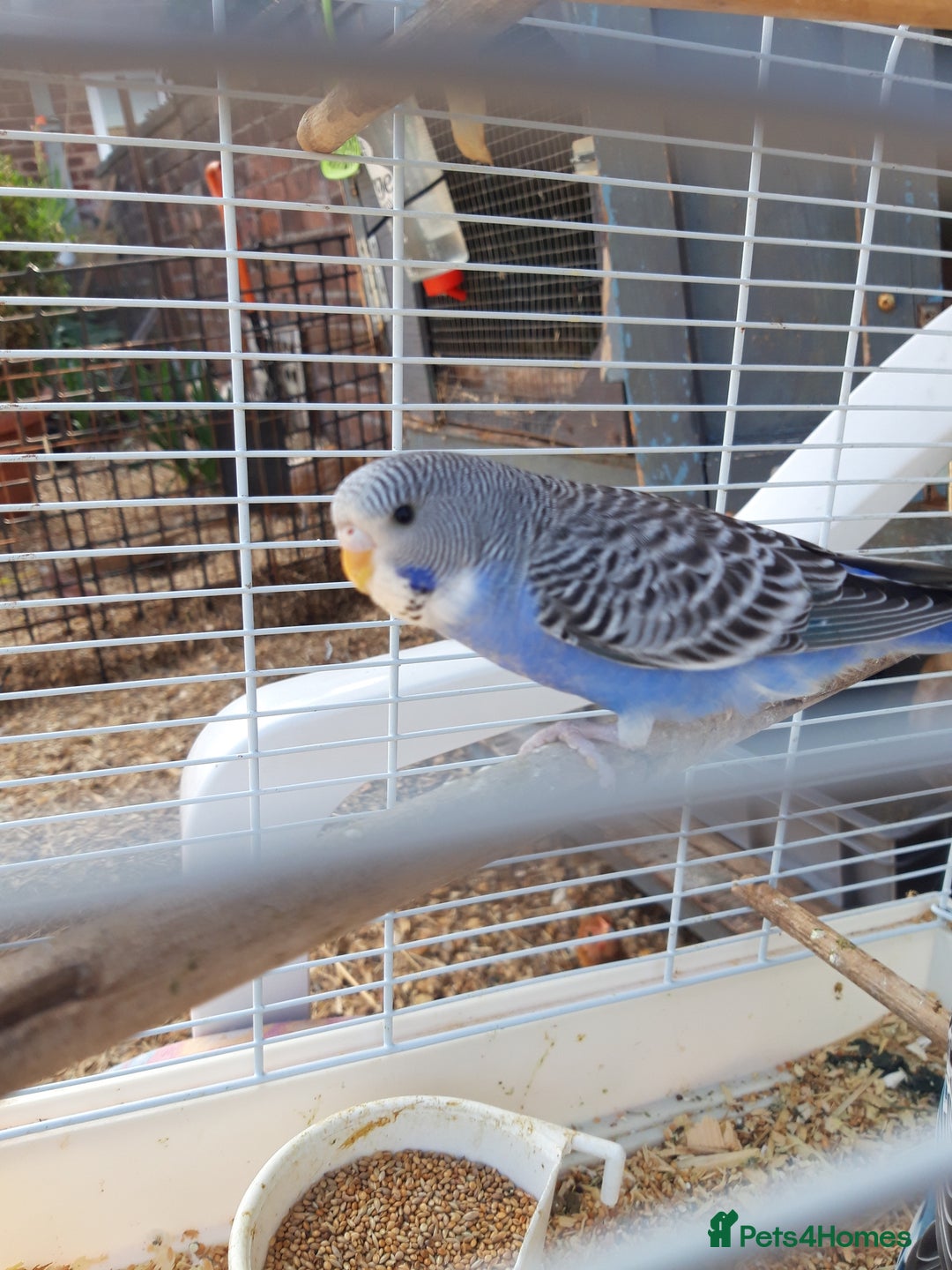 Budgerigars birds for sale: Baby budgies £20 each - Image 5