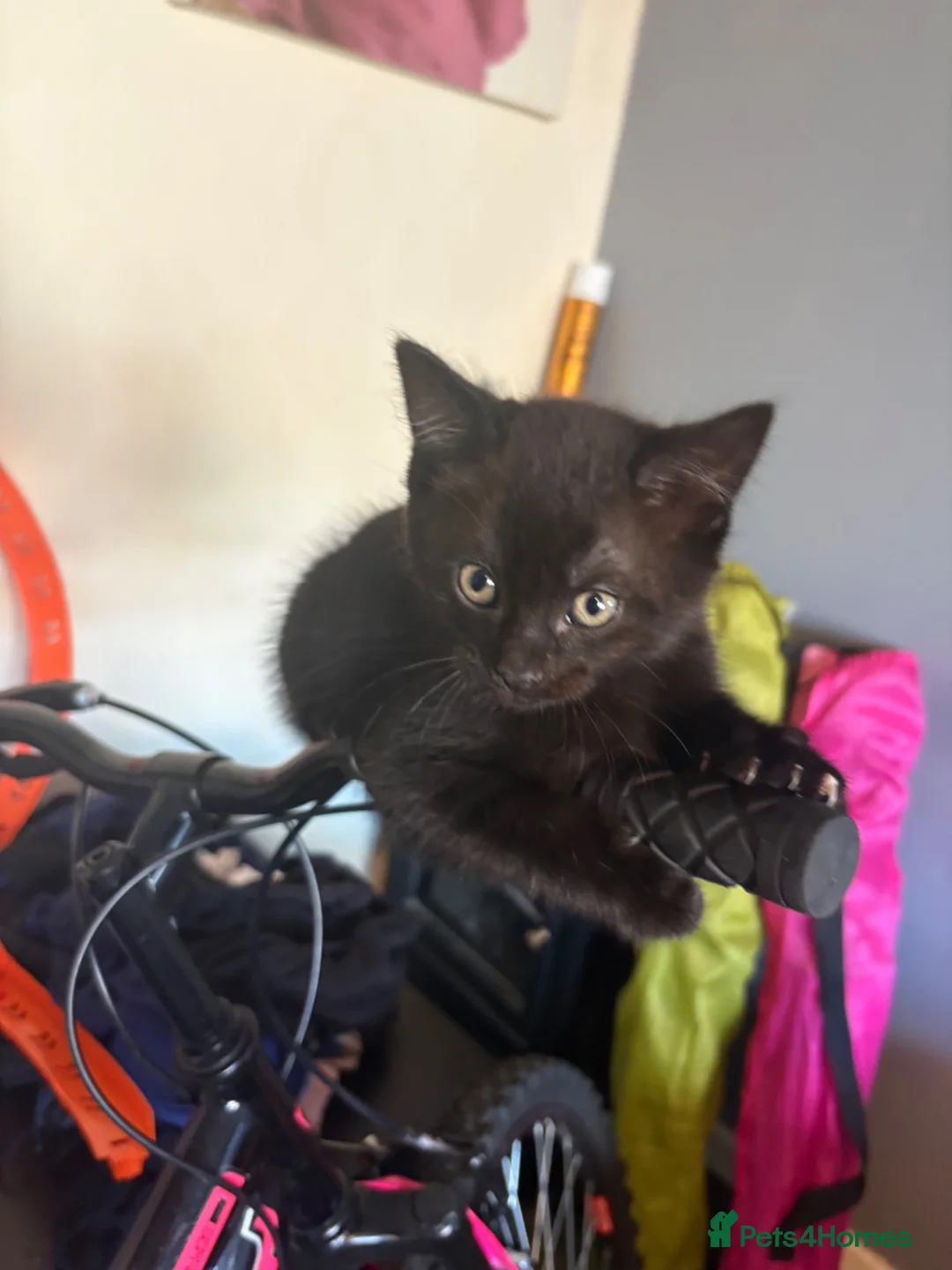 Mixed Breed cats for sale: Black kittens in Salford - Advert 1