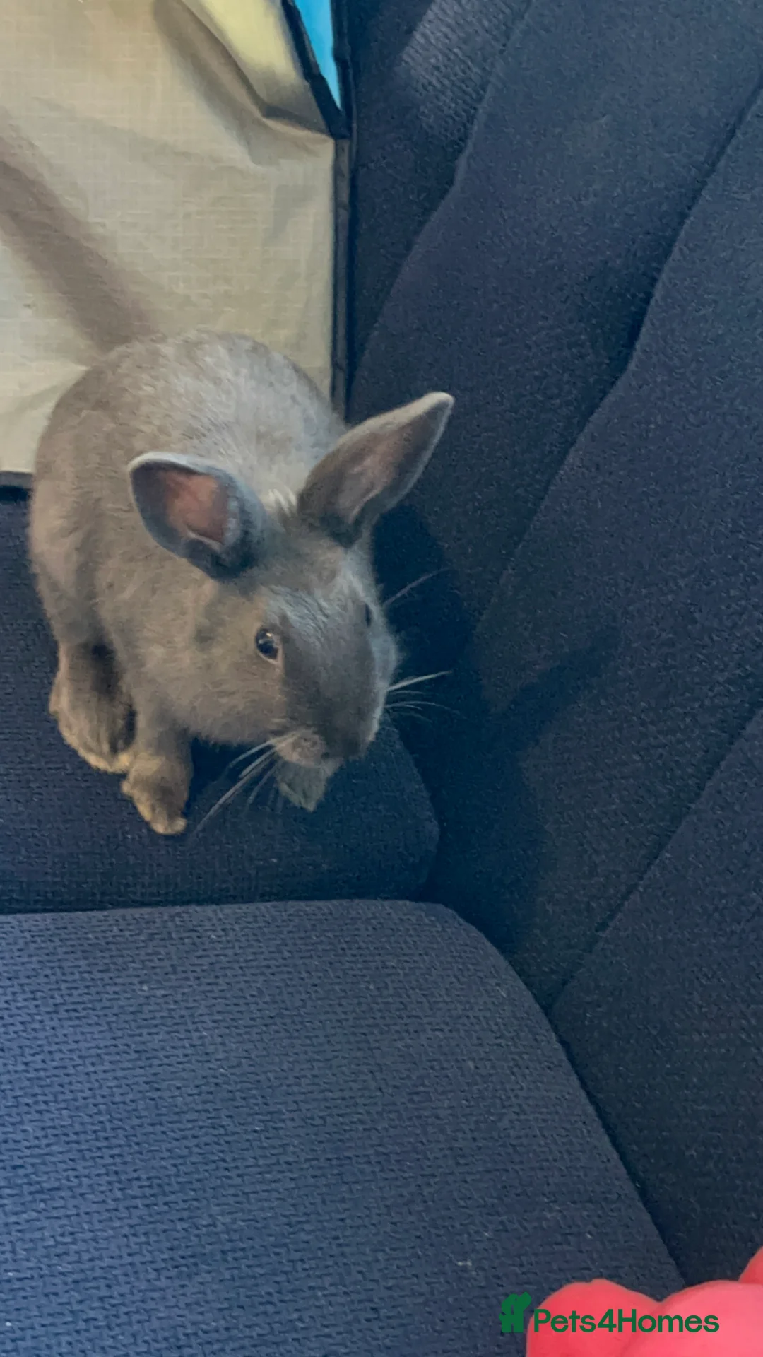 Mixed Breed rabbits for sale: Rabbits - Advert 6