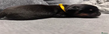 Rottweiler Puppy 2