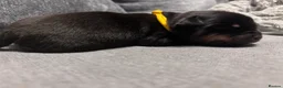 Rottweiler dogs for sale: ELITE KC REGISTERED GERMAN ROTTWEILER PUPPIES  - Advert 22